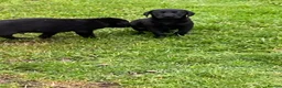 Labrador Retriever dogs for sale: kc registered labrador pups in Stafford - Advert 15