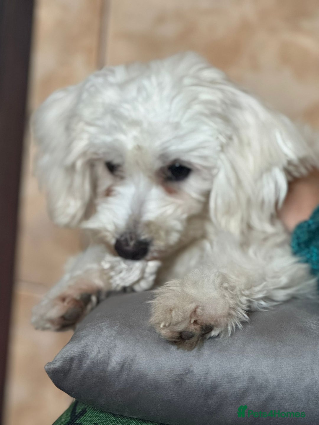 Bichon Frise dogs for adoption: Meet PACO - a Lovely little boy, for a Loving Home - Image 16