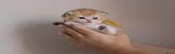 British Shorthair cats for sale: Golden Blue and Golden BSH kittens - Advert 16