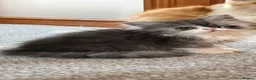Persian cats for sale: ❤️‍🔥💜  **  PERSIAN KITTENS ❤️‍🔥💜 in Manchester - Advert 4