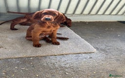 Irish Setter dogs for sale: Outstanding red Irish setters puppies - Image 4
