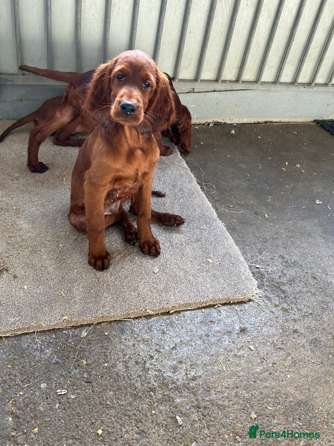 Irish Setter dogs for sale: Outstanding red Irish setters puppies - Image 4