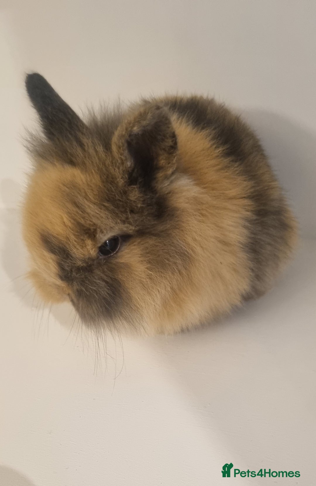 Mini Lop rabbits for sale: 3 x Mini Lion Lop Born 1 September Ready in 1 week - Advert 6