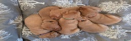 Labrador Retriever dogs for sale: Stunning Red fox labrador puppies  - Advert 4