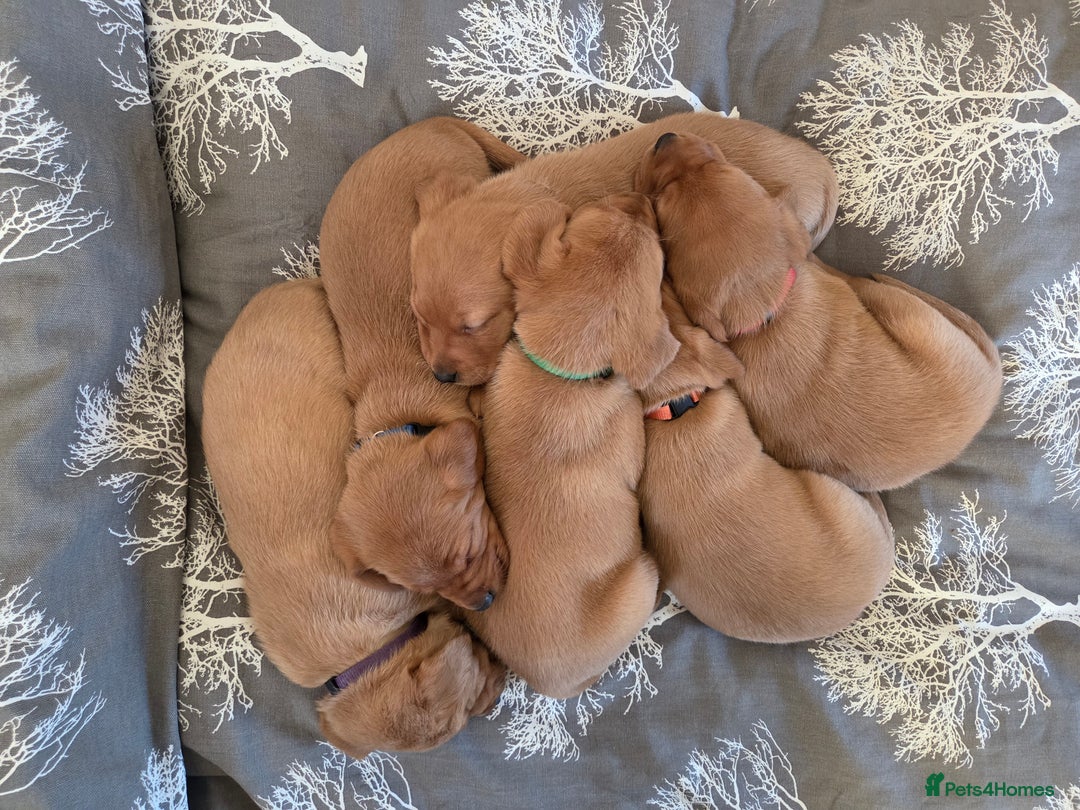 Labrador Retriever dogs for sale: Stunning Red fox labrador puppies  - Advert 4