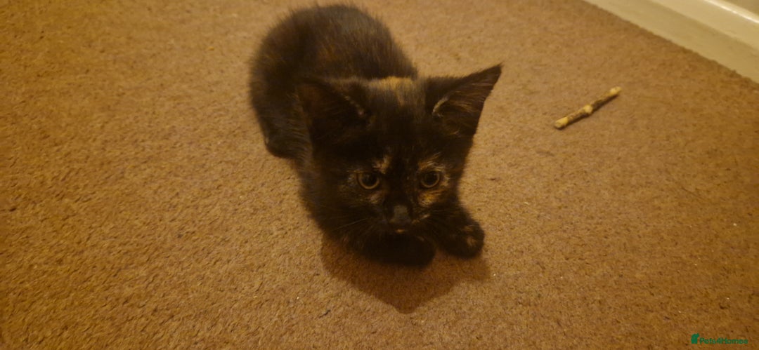 European cats for sale: Tortoiseshell kittens, and cat - Image 2