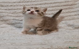 British Shorthair cats for sale: Beautiful unusual British shorthair kittens - Image 15