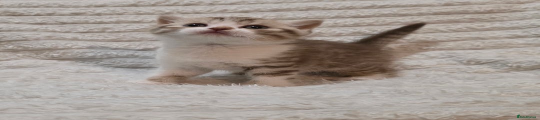 Cinnamon tabby bicolour boy (Casper)