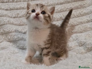 British Shorthair cats - Advert 6