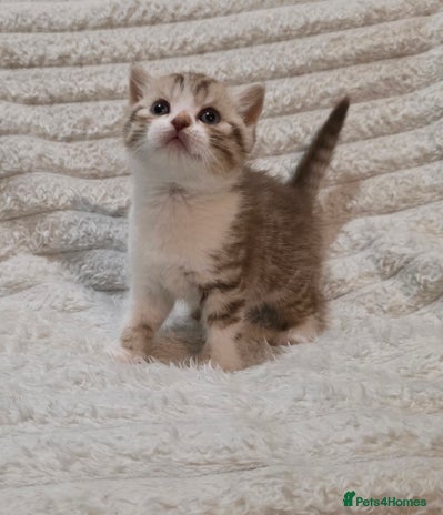 British Shorthair cats - Advert 1