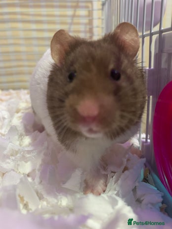 Hamster rodents - Advert 11