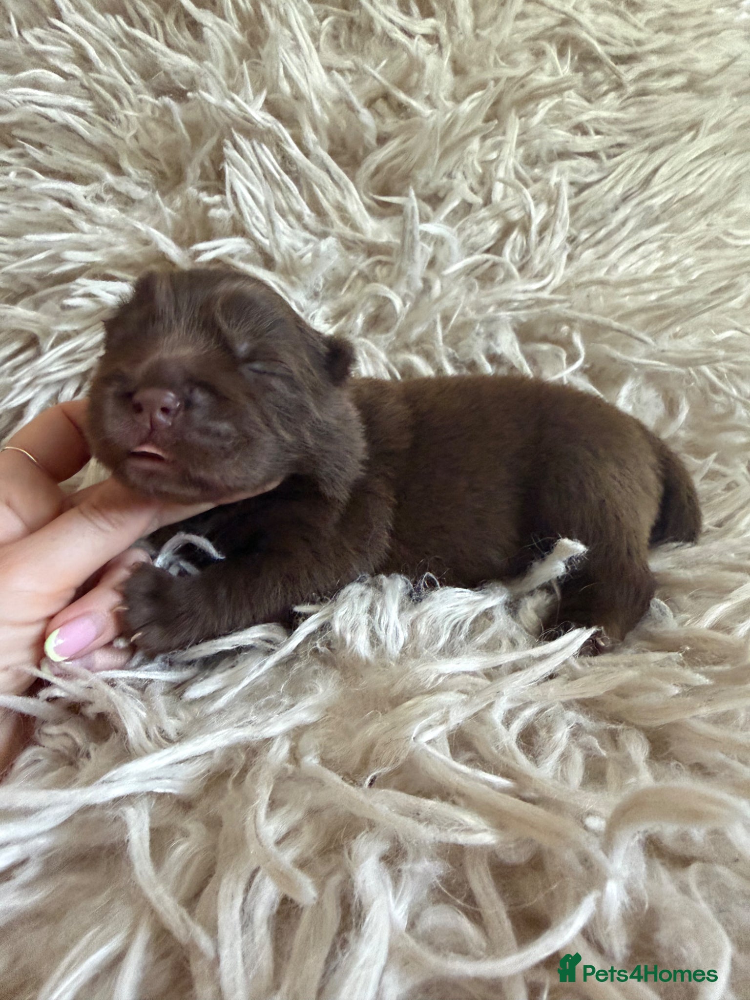 Chow Chow dogs 🐻 Exceptional KC Registered Chow Chows 🐻 - Advert 5