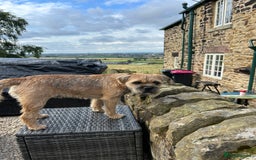 Border Terrier dogs for stud: Border Terrier for stud in Rotherham - Image 5