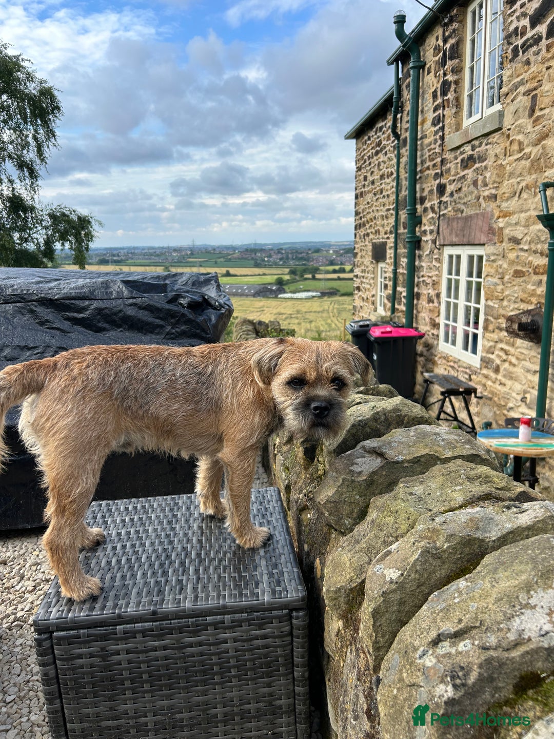 Border Terrier dogs for stud: Border Terrier for stud in Rotherham - Image 5