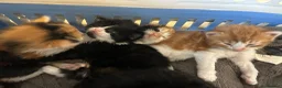 Turkish Van cats for sale: Very Fluffy Turkish Van Kittens  - Advert 10
