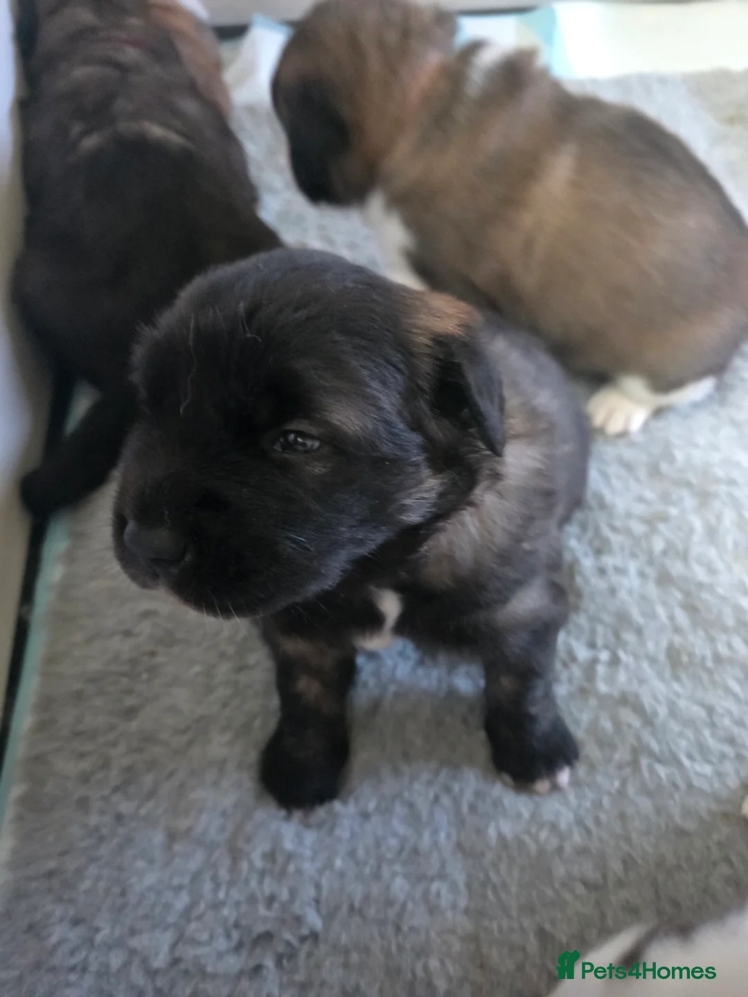 Mixed Breed dogs for sale: Beautiful saint bernard akita mix puppies - Advert 18