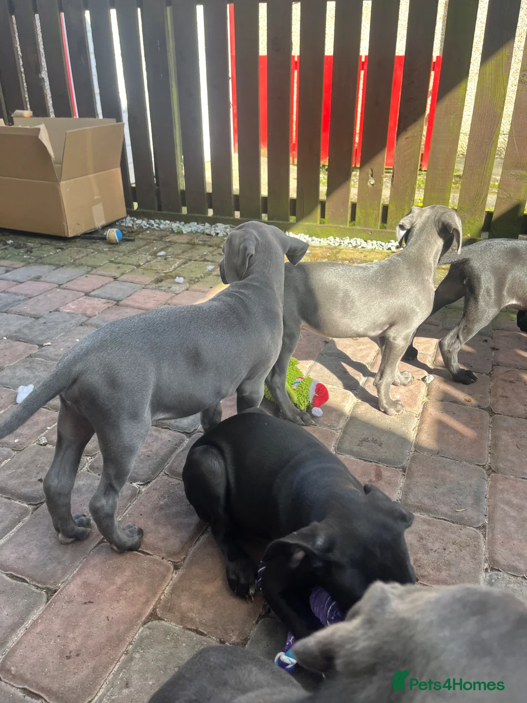 Mixed Breed dogs for sale: Weimaramer/cane corso pups in Shotts - Advert 2