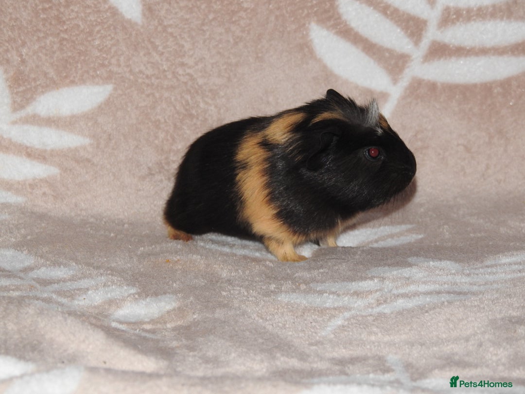 Guinea Pig rodents for sale: 2 crested guinea pigs available 1 male 1 female  - Advert 7