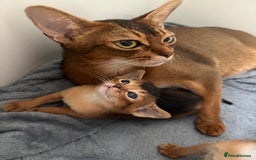 Abyssinian cats for sale: Champion Line Abyssinian Kittens - Reserve Today! - Image 13