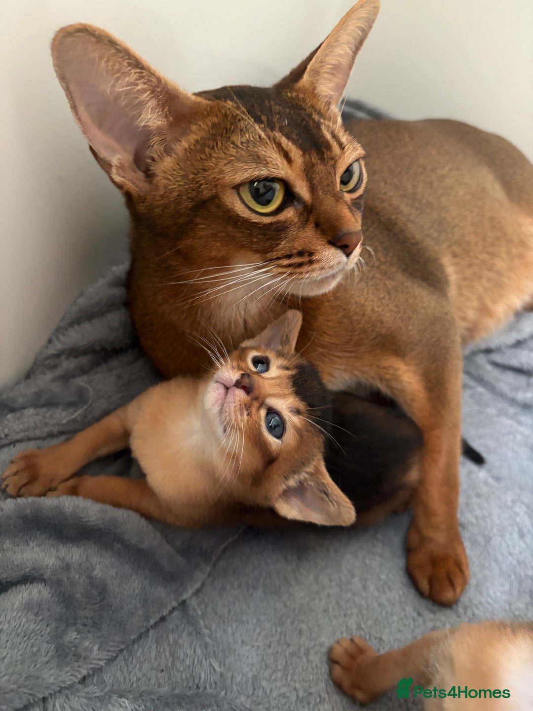 Abyssinian cats for sale: Champion Line Abyssinian Kittens - Reserve Today! - Image 13