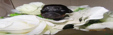 Dachshund 1