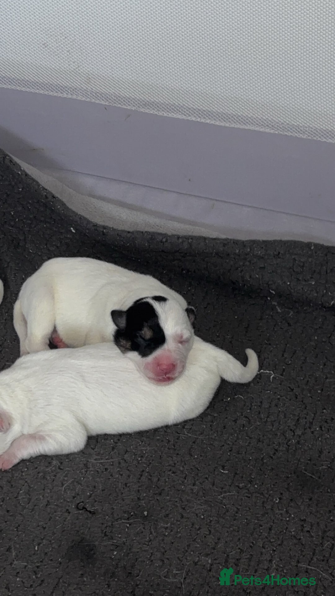 Border Collie dogs for sale: Border collie pups - Advert 2