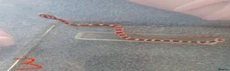 Corn Snake reptiles for sale: 7 x baby corn snakes for sale  - Advert 6
