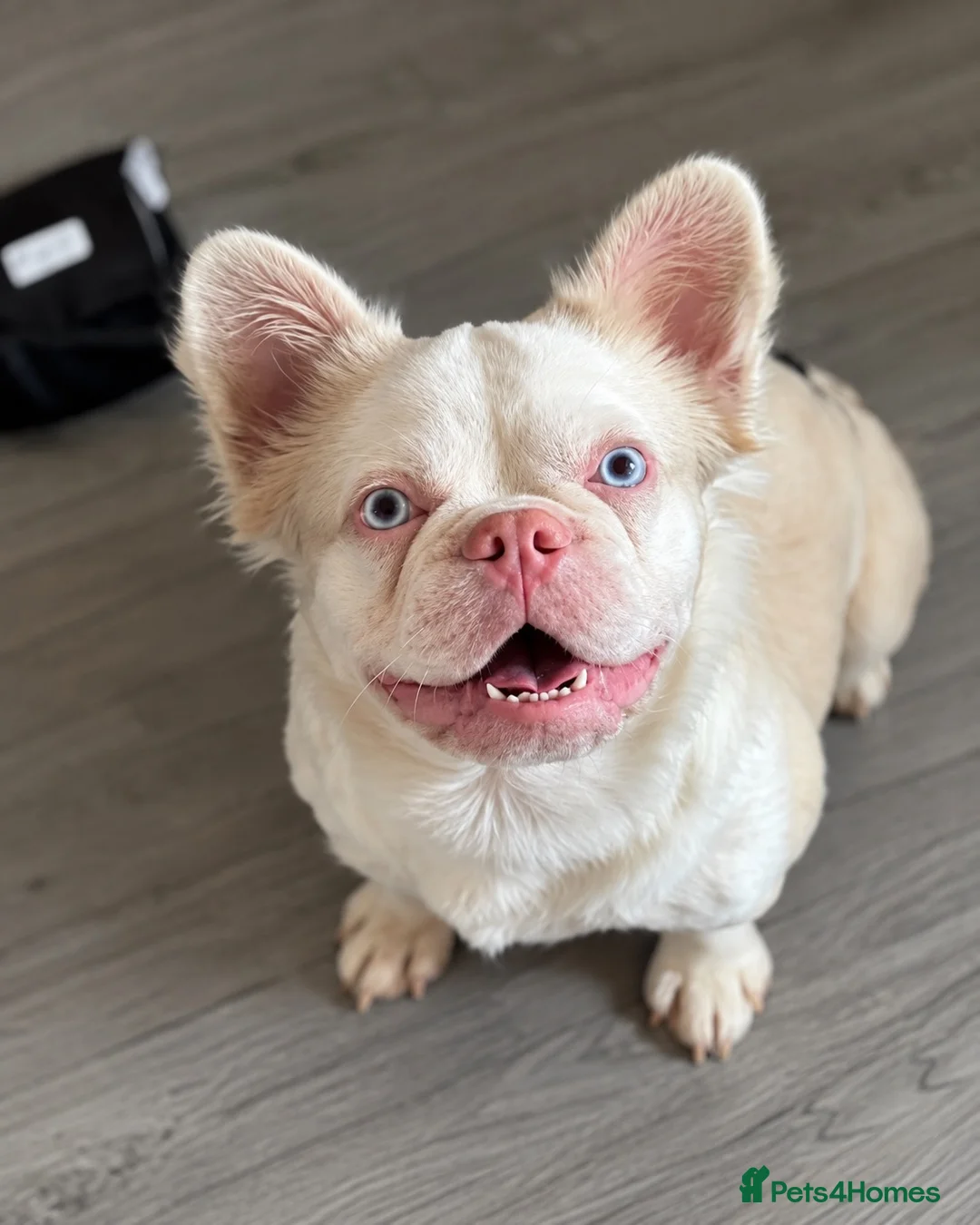 French Bulldog dogs for sale: Fluffy Carrier French Bulldogs  - Advert 5
