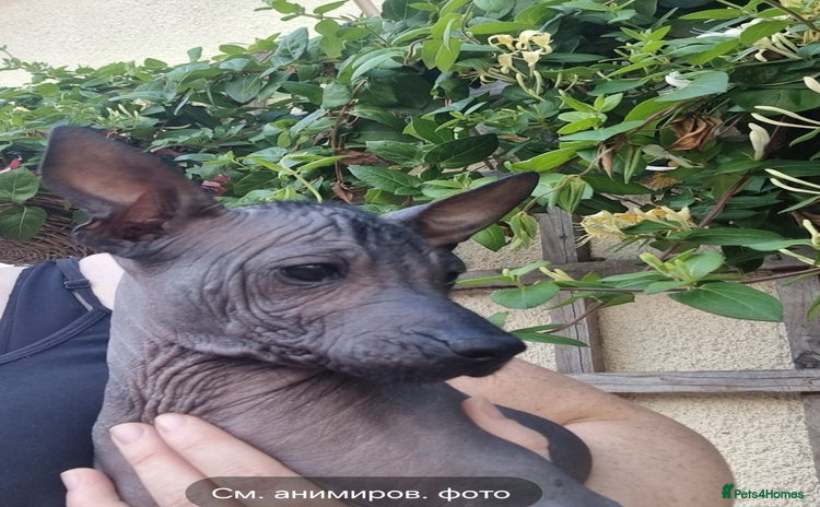 Mexican Hairless dogs - Advert 3