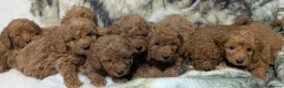 Toy Poodle dogs for sale: Stunning DNA Clear Toy Mini Poodle Puppies  - Advert 29