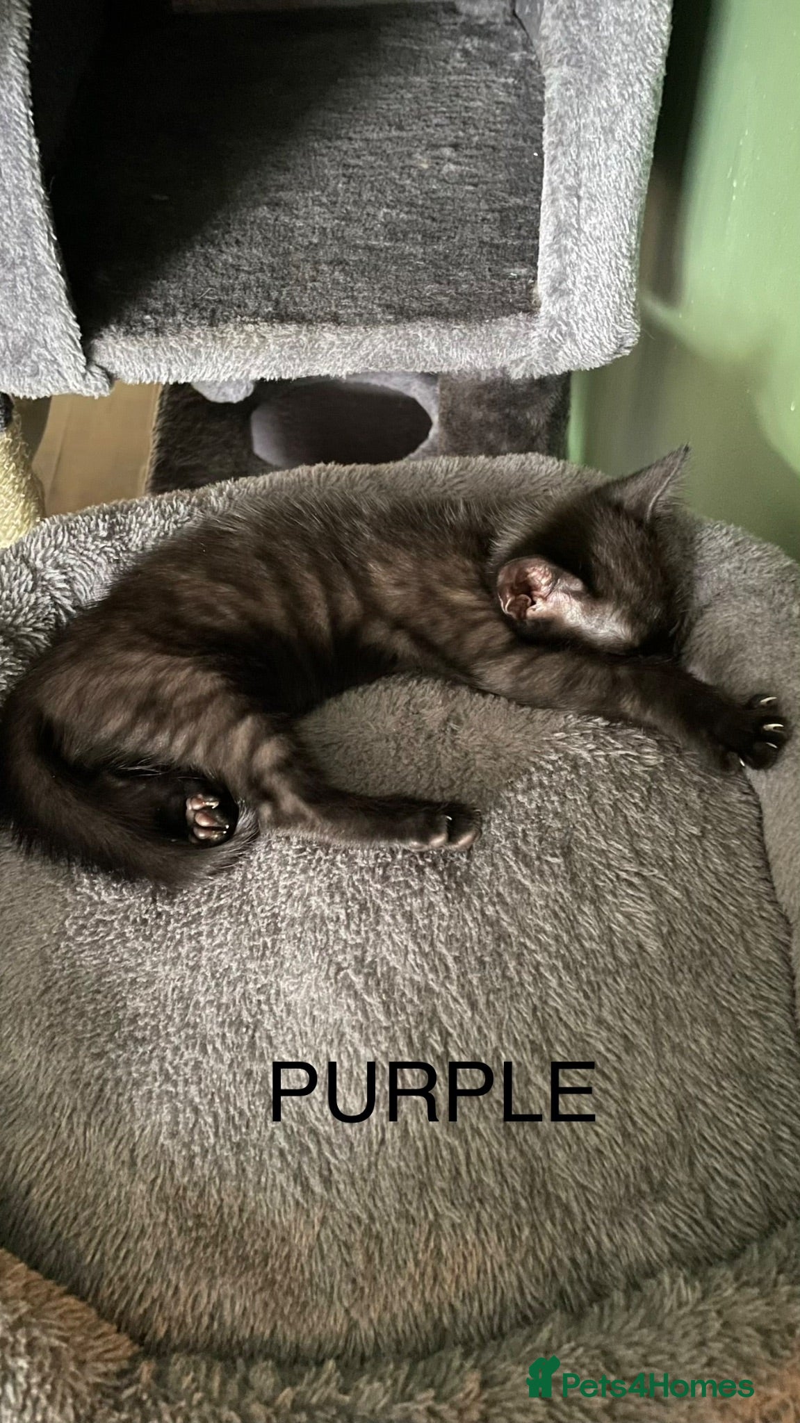 Mixed Breed cats Kittens looking for forever homes - Advert 1