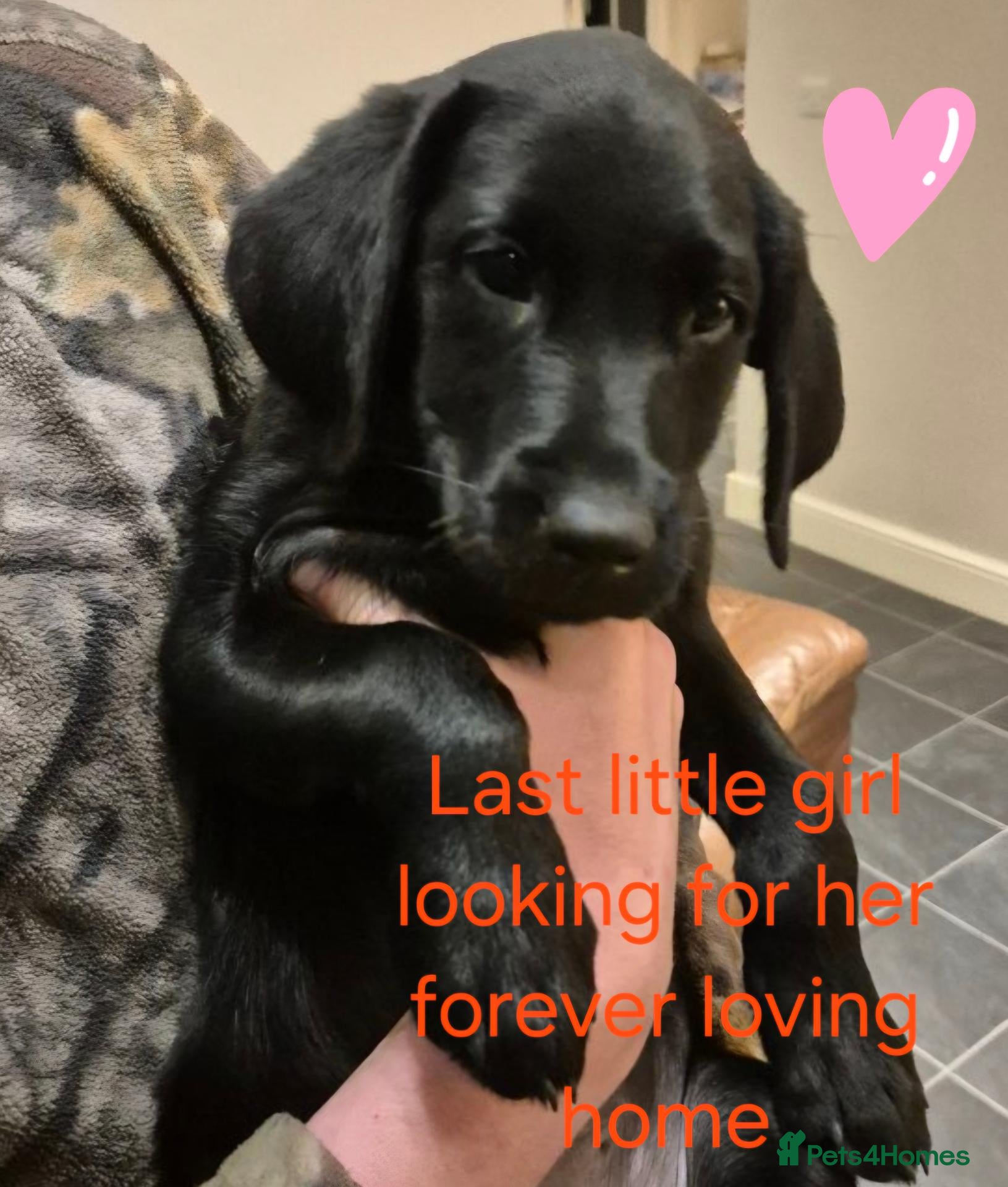 Labrador Retriever dogs Beautiful litter of labrador pups - Advert 1
