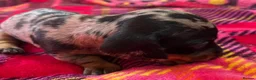 Miniature Dachshund dogs for sale: Lovely miniature dachshund pups  - Advert 7