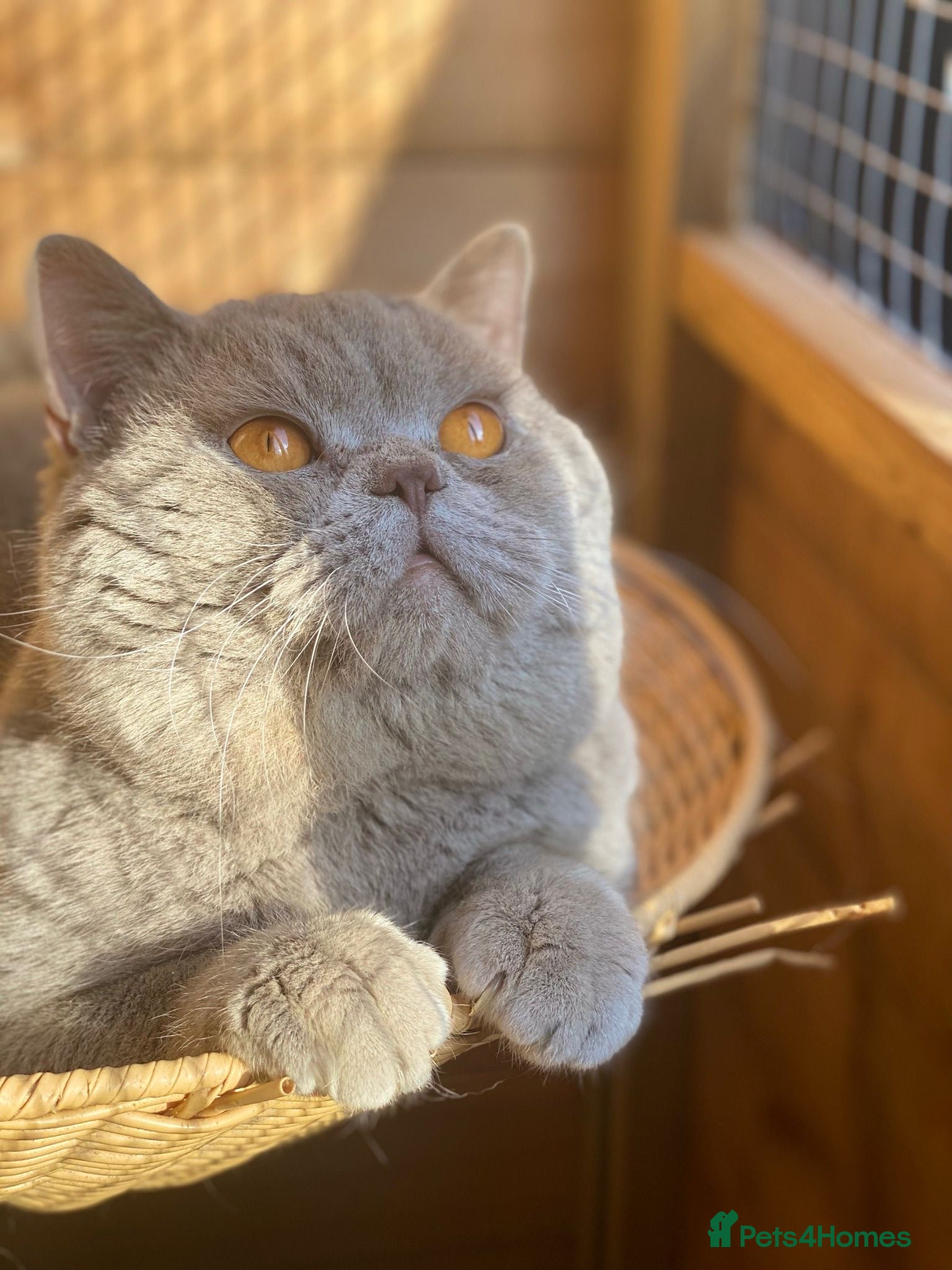 British Shorthair cats 🏆CHAMPION-line CHUNKY Lilac Stud 🏆BSH - Advert 1