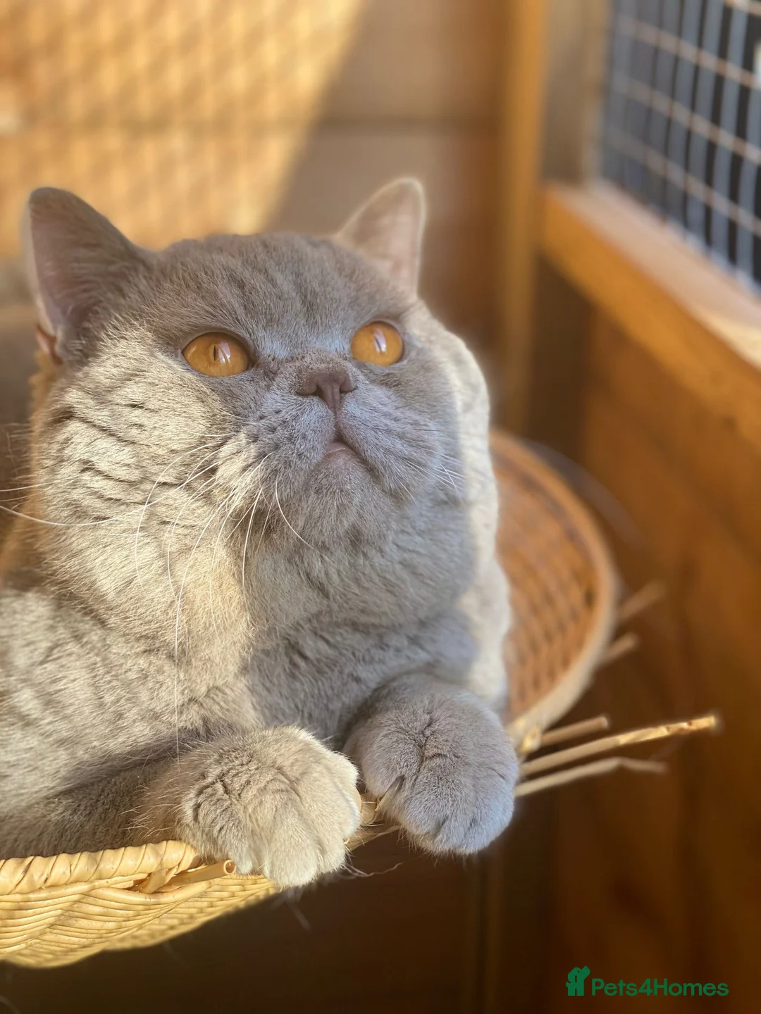 British Shorthair cats for stud: 🏆CHAMPION-line CHUNKY Lilac Stud 🏆BSH - Advert 1