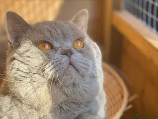 British Shorthair cats for stud: 🏆CHAMPION CHUNKY Lilac Stud 🏆BSH - Advert 2