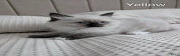 Ragdoll cats for sale: Stunning GCCF REG PEDIGREE RAGDOLLS - Advert 34
