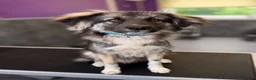 Mixed Breed dogs for adoption: Meet Galaxy, currently residing in Scotland  in Elgin - Advert 5
