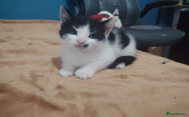 Mixed Breed cats for sale - Advert 1