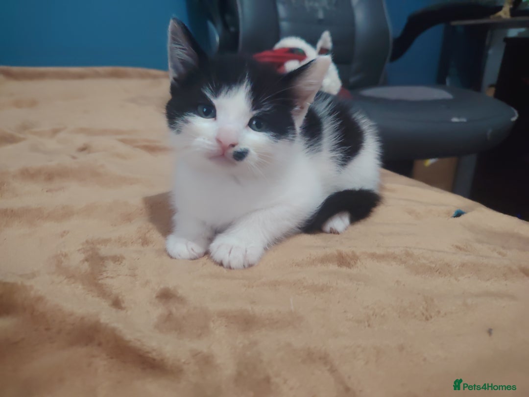 Mixed Breed cats for sale: Kittens  - Image 1
