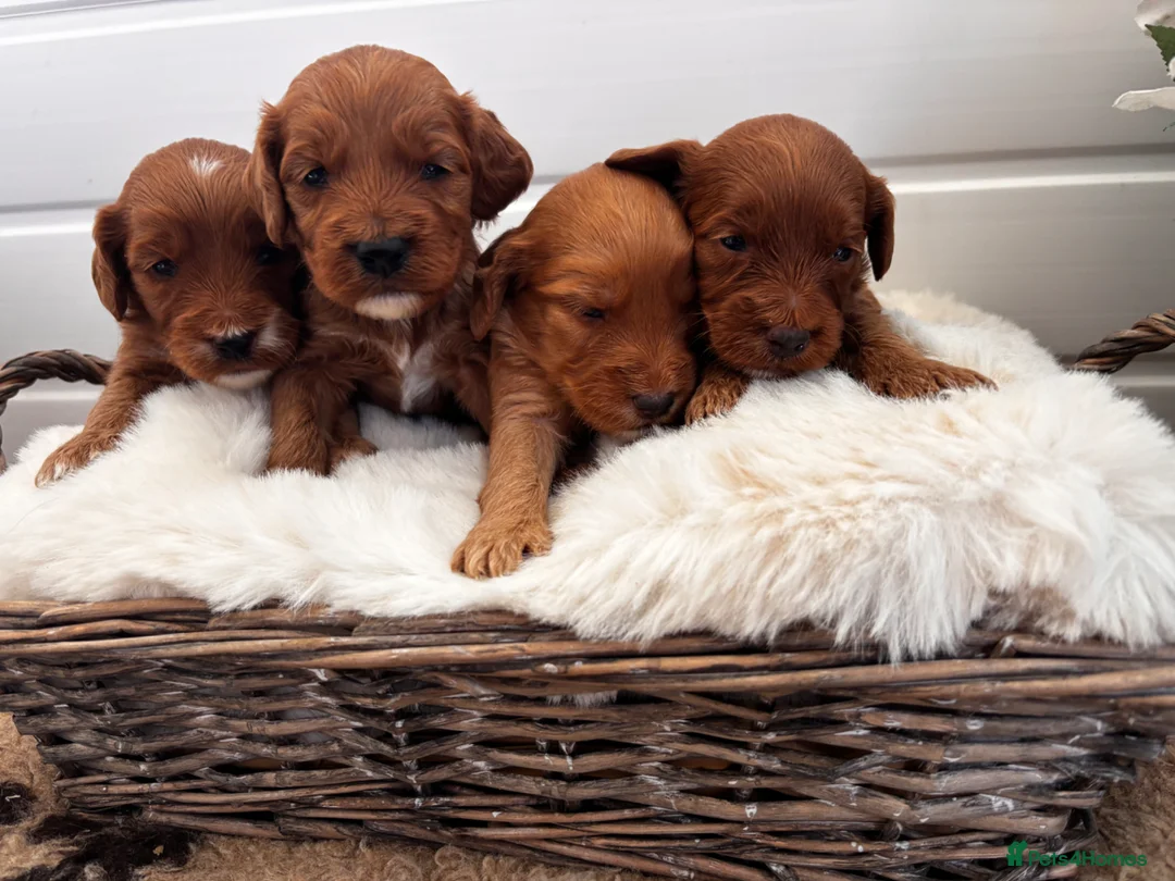 Cockapoo dogs for sale: *Hereditary clear Cockapoo Puppies 💜🐶* - Advert 2