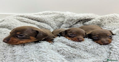 Miniature Dachshund dogs Beautiful KC Reg Smooth Haired Miniature Dachshund - Advert 8