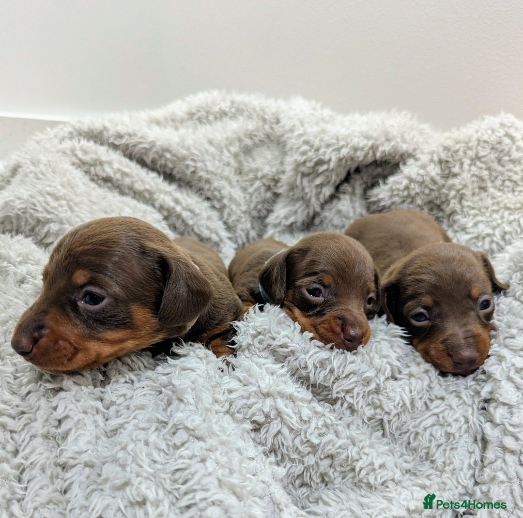Miniature Dachshund dogs for sale: Beautiful Miniature Dachshund *one little girl* - Advert 7