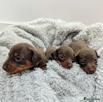 Miniature Dachshund dogs Beautiful KC Reg Smooth Haired Miniature Dachshund - Advert 11