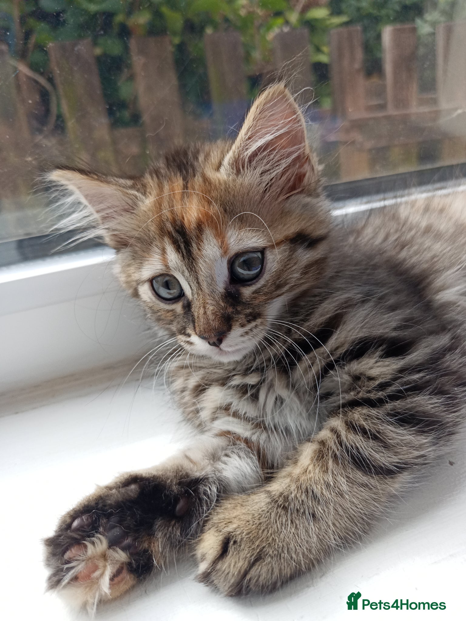 Mixed Breed cats for sale: 🐱 Beautiful Kittens Available 🏡 - Advert 13