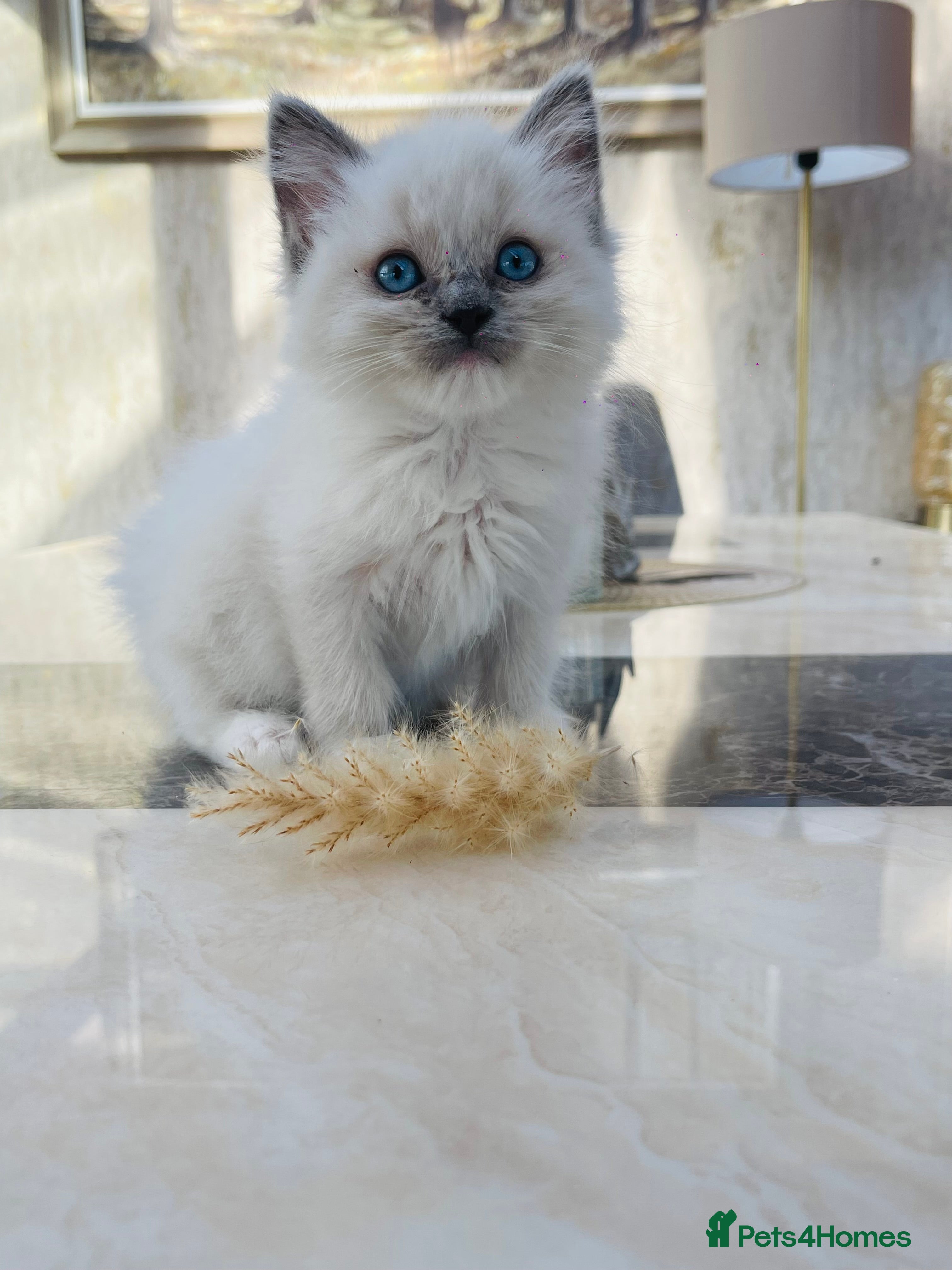 Ragdoll cats Ragdoll boys - Advert 1