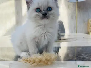 Ragdoll cats Ragdoll boys - Advert 1