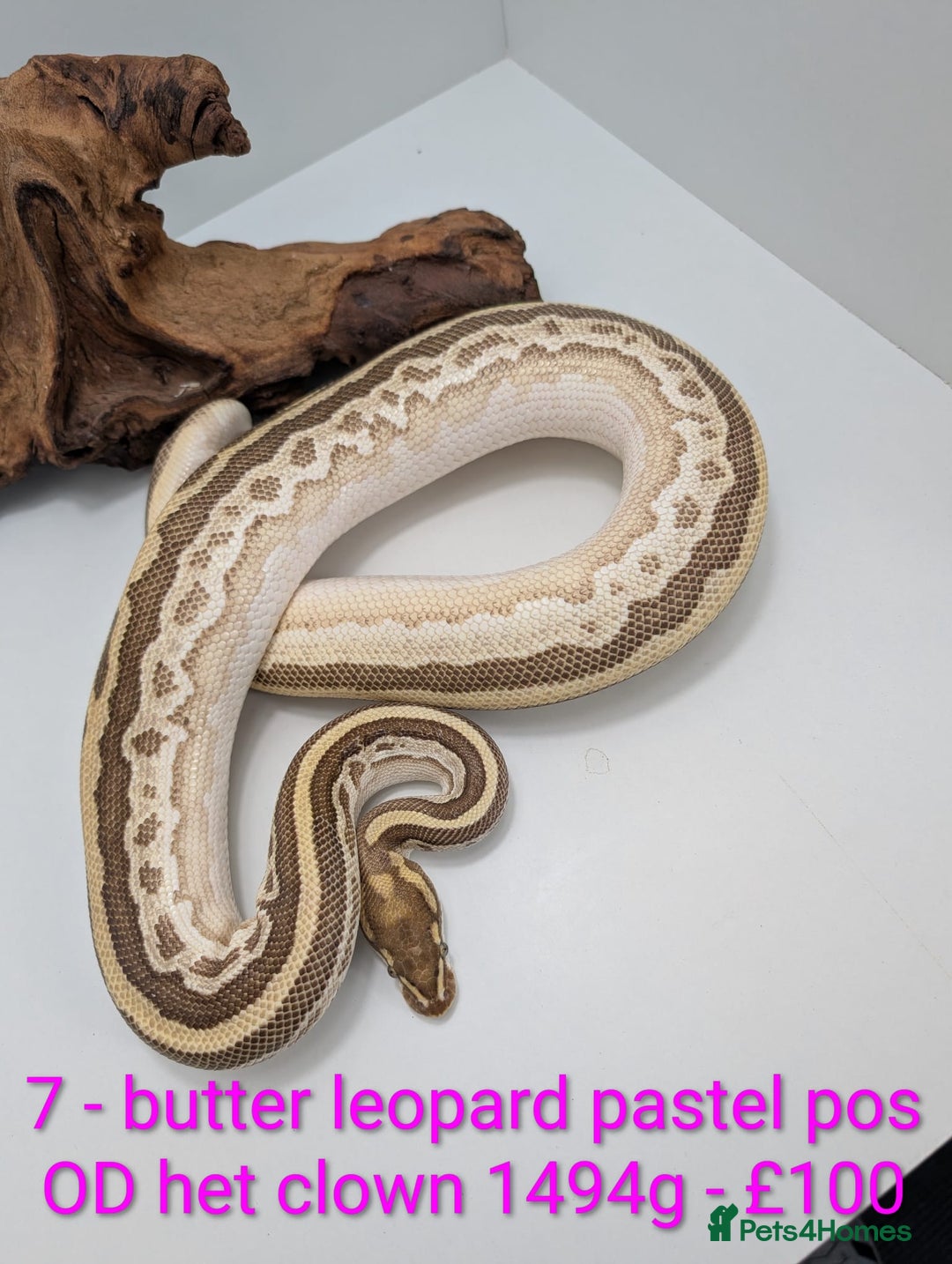 Python Snake reptiles for sale: Mixed morph ball pythons - Advert 7