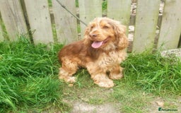 Cockapoo dogs for sale: Cockerpoo puppies F1. Stunning litter  - Image 18