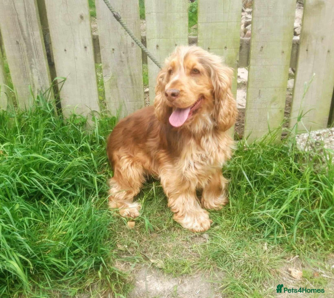 Cockapoo dogs for sale: Cockerpoo puppies F1. Stunning litter  - Image 18